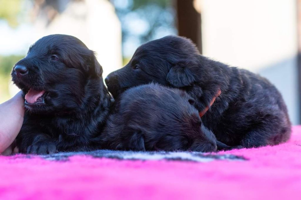 chiot Berger hollandais Cerbères D'argent