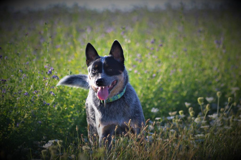 Nacrée domaine de la tourbiere